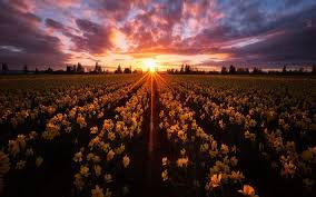 Check spelling or type a new query. Download Wallpapers Skagit Valley Field With Daffodils Wildflowers Daffodils Spring Yellow Flowers Evening Sunset Washington State Usa For Desktop Free Pictures For Desktop Free