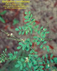 Image result for Indigofera charlieriana