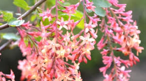 Se ben curata, nel corso degli anni la pianta pu raggiungere ampie dimensioni e dare vita a fiori che ne costituiscono la principale fonte d'attrazione, con fiori profumati e penduli che conferiscono fascino all'intero spazio. Arbusti Profumati Archivi Italian Botanical Trips