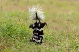 Skunks have not always been classified as their own family. Don T Get Skunked Living With Our Native Skunks Alabama Cooperative Extension System