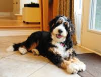 Check spelling or type a new query. Bernedoodle Bernese Mountain Dog Poodle Mix