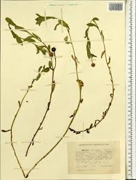 Image result for Sphaeranthus suaveolens