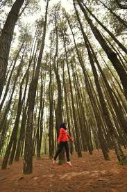  Hutan Pinus Bantul Di Yogyakarta Yogyakarta Pine Forest Travel Goals