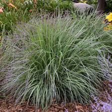 Image result for Schizachyrium jeffreysii