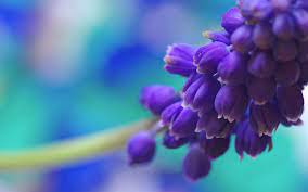 Purple Flowers 4k Ultra Hd Wallpaper Flower Desktop Wallpaper Purple Flowers Wallpaper Muscari Flowers
