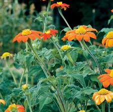 Image result for Tithonia