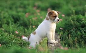 Find the best dog wallpapers for computer on getwallpapers. 50 Free Dog Wallpaper For Laptop On Wallpapersafari