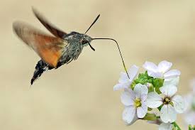 104 größenvergleich kolibri 10.012.4 gka 110 höhe 150 , breite und gka baugrößen energieführungsketten konstruktion kolibri ple plp pla sle slp sla sfk gka pfr. Taubenschwanzchen Der Kolibri Der Ein Schmetterling Ist Nabu