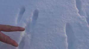 Squirrel bound patterns tend to be much more blocky. Tracking Eastern Cottontail Rabbit In The Snow Youtube
