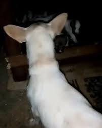 antalya hayvansever on instagram antalya aksu i need a puppy dog food can you help us cok sayida bebeklerimiz var yaș mamaya ihtiyacimiz var l dogs animals