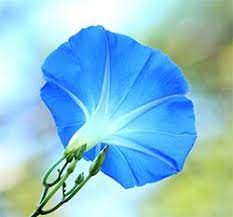 Morning Glory Re Setting The Body Clock To The Refreshing Health Giving Forces Of The Morning Flower Essence Services