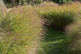 Image result for Eragrostis patula