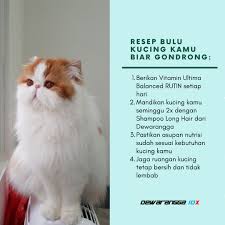 Bumn paramedik veteriner / walikota pangkalpinang biro menimbang a bahwa hewan mempunyai peranan penting dalam penyediaan pdf document : Terkini Dokter Hewan Veterinary Cattery Pt Media Periklanan Indonesia Penjualan Ritel
