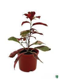 Image result for Excoecaria bussei