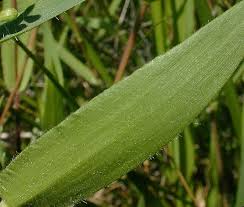 Image result for Panicum pilgeri