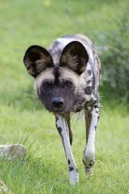 Pin On African Painted Dogs
