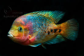 Popular south and central american cichlids include oscar, firemouth, jack dempsey, blue ram, convict, blood parrot, midas, angelfish and texas cichlidssize: 35 Best South American Cichlids Ideas Cichlids South American Cichlids Aquarium Fish