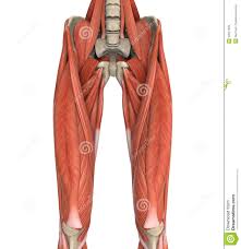 Finally, the hamstring muscles that run down the back of the thigh start on the bottom of the pelvis. Upper Legs Muscles Anatomy Illustration 50841005 Megapixl