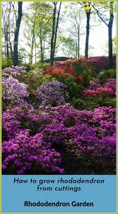 Tips To Plant A Rhododendron Garden At Your Home Rachyl Gardening Rhododendron Autumn Flowering Plants Plants