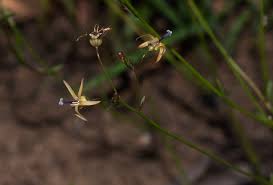 Image result for Wahlenbergia abyssinica