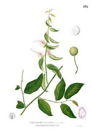 Image result for Capparis citrifolia