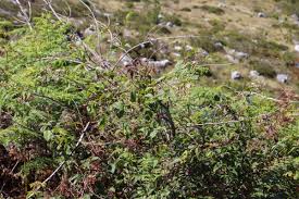 Image result for Rubus pinnatus
