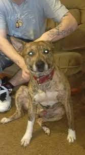 Red brindle pits have a light base coat due to the dilution of the pheomelanin on their skin. American Pit Bull Terrier Dog Breed Pictures 5