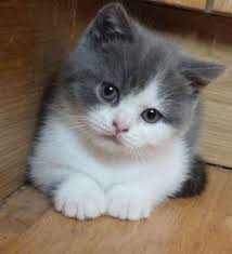 Hkk 362 Brazillian Shorthair Cat Adopt To Adopt For Free 2 Female Brazilian Shorthair Kittens Kittens Cutest Cute Baby Animals Cute Cats