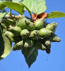 Image result for Geigeria brevifolia