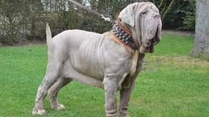 Bernhardts, these are some of the largest breeds. Neapolitan Mastiff Dog Breed Info Pictures Traits Facts Doggie Designer