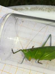 Image result for Ruspolia sp. no. 1 (Biegel 5407)