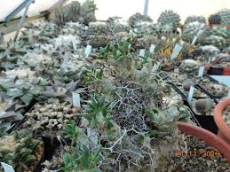 Bring it back inside before the first frost. Every Day New Flowers In The Greenhouse In Koln Page 252 Cactiguide Com