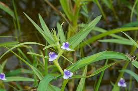 Image result for Cyanotis axillaris