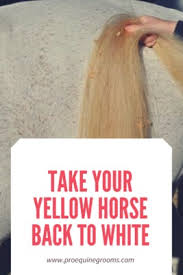 It doesn't come from one source, like the flu. Pro Equine Grooms Grooming The Yellow Horse Back To White