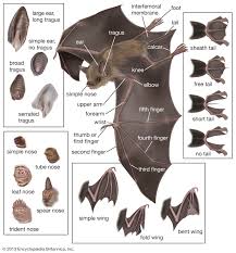 Bat Microchiropteran Bat Anatomy Bat Mammal Bat Species