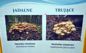 Grzyby jadalne | trzeba pamiętać, że nawet grzyby jadalne, nawet najlepsze mogą byś szkodliwe, jeżeli były nieświeże, zepsute, były przechowywane zbyt długo Atlas Grzybow Online 2021 Jak Odroznic Grzyby Jadalne Od Trujacych Atlas Grzybow Jadalnych Niejadalnych Trujacych Dziennik Baltycki