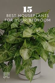 Pin On Indoor Plants We Love