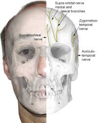 Image result for Forehead Regional Block