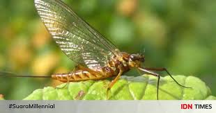 Capung masuk rumah sering dikaitkan dengan berbagai macam pertanda. 5 Fakta Unik Mayfly Hewan Yang Hidup Hanya Dalam Waktu 24 Jam