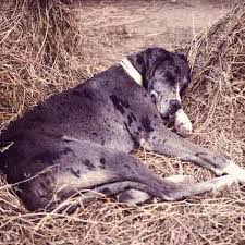 Among these, as many as 20% manifest as mast cell tumors, while the rest show up in the. Causes Of Hypothyroidism In Dogs Dog Health Problems