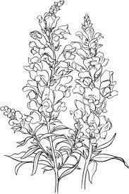 Contrast also how a flower might be constructed to best. Antirrhinum Majus Or Common Snapdragon Coloring Page Flower Drawing Snapdragon Flowers Snapdragon Flower
