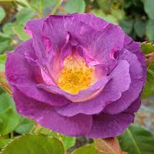 Роз дэ решт (rose de resht). Beetrose Rose Blue For You Violett