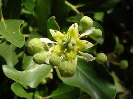 Image result for Quillaja saponaria