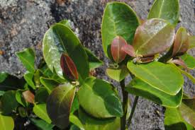 Image result for Peraceae