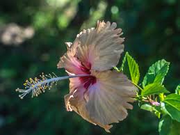 Image result for Hibiscus noldeae