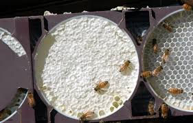 Top bar hives have been around for centuries. Top Bar Hives And Comb Honey Honey Bee Suite