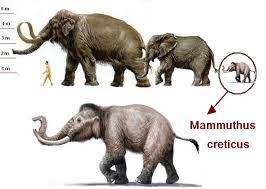 We did not find results for: Cyprus Dwarf Elephant Palaeoloxodon