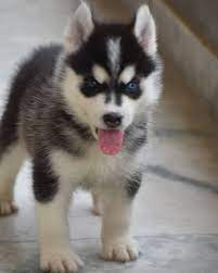 Siberian Husky Puppies For Sale Blue Eyes Husky Puppies For Sale Husky Puppy Siberian Husky Puppies