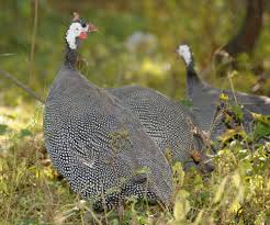 Check spelling or type a new query. Raising Guinea Fowl The Complete Expert S Guide