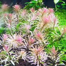 Ludwigia Sp White Pre Order Available To Ship On Or Before January 15th 2021 Aquatic Plants Plants Freshwater Aquarium Plants